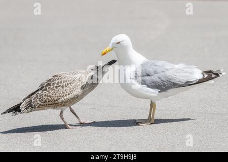 Photo avec mise au point sélective. Jeunes goélands argentés européens avec des goélands argentés adultes. Larus argentatus. Banque D'Images