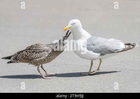 Photo avec mise au point sélective. Jeunes goélands argentés européens avec des goélands argentés adultes. Larus argentatus. Banque D'Images