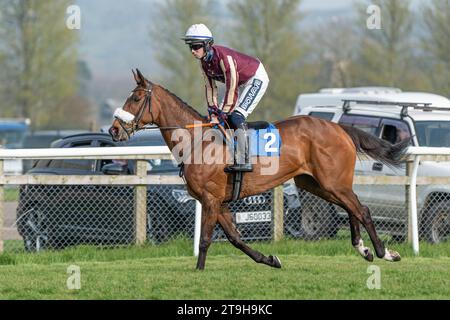 Maliboo cantonnant au départ à Wincanton Banque D'Images