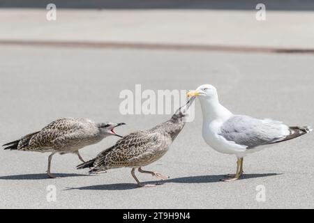 Photo avec mise au point sélective. Jeunes goélands argentés européens avec des goélands argentés adultes. Larus argentatus. Banque D'Images
