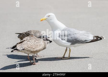 Photo avec mise au point sélective. Jeunes goélands argentés européens avec des goélands argentés adultes. Larus argentatus. Banque D'Images