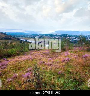 Été brumeux matin vue sur les contreforts du pays avec des fleurs de bruyère (Oblast de Lviv, Ukraine). Banque D'Images