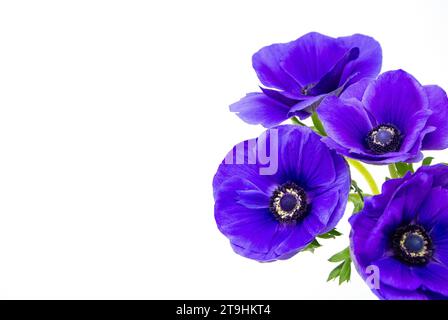 Fleurs d'anémone violettes avec fond blanc. Banque D'Images