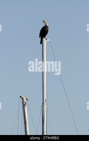 Cormoran à double crête, Phalacrocorax auritus, perché sur le mât du bateau Banque D'Images