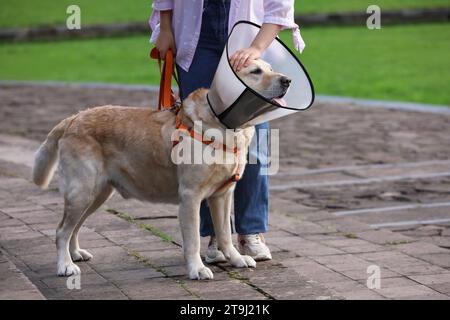 Femme caressant son adorable chien Labrador Retriever dans un collier élisabéthain à l'extérieur, gros plan Banque D'Images