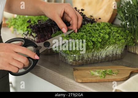 Femme avec des ciseaux coupant des microgreens frais au comptoir dans la cuisine, closeup Banque D'Images