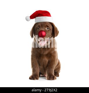 Adorable chiot dans le chapeau de Santa ayant le nez de boule de Noël rouge isolé sur blanc Banque D'Images