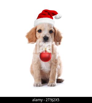 Adorable chiot dans le chapeau de Santa tenant boule de Noël rouge isolé sur blanc Banque D'Images