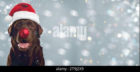 Adorable chien dans le chapeau de Santa ayant le nez de boule de Noël rouge sur fond gris. Conception de bannière avec espace pour le texte Banque D'Images