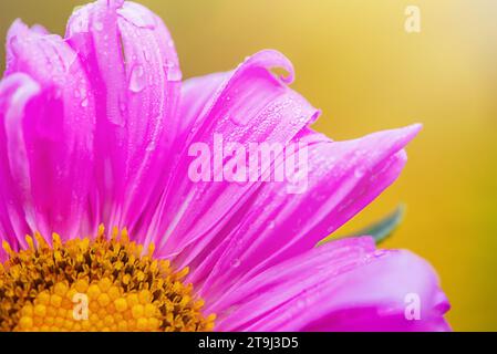 Macro photo d'une partie d'une fleur. Pétales d'Aster avec des gouttes d'eau sur une journée ensoleillée. Banque D'Images