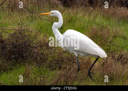 Grande aigrette (Ardea alba) traquant à travers les herbes par un jour de pluie dans le Sacramento Wildlife refuge, Californie, États-Unis Banque D'Images