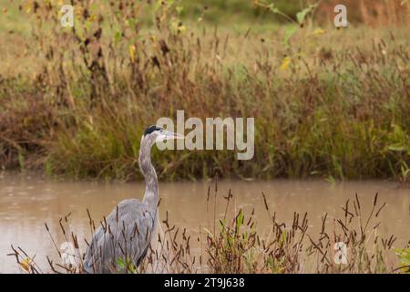 Un grand héron bleu observe un petit ruisseau pendant une averse dans le refuge national de faune Bosque del Apache, Nouveau Mexique, États-Unis Banque D'Images