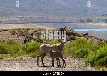 Les brebis et agneaux des montagnes Rocheuses posent dans une aire de stationnement au-dessus du réservoir Blue Mesa près de Gunnison, Colorado, États-Unis Banque D'Images