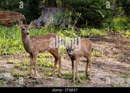 Curieux faons jumeaux (Odocoileus hemionus). Banque D'Images