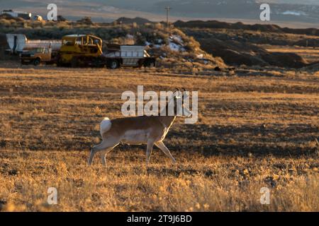 Un buck pronghorn (Antilocapra americana) se déplace dans un champ devant un équipement lourd stationné près d'une ville du Colorado. Concept d'empiètement humain Banque D'Images