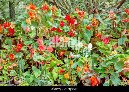 Bégonia rose en pleine floraison au jardin de la Road Company Mussourie, Uttarakhand Banque D'Images