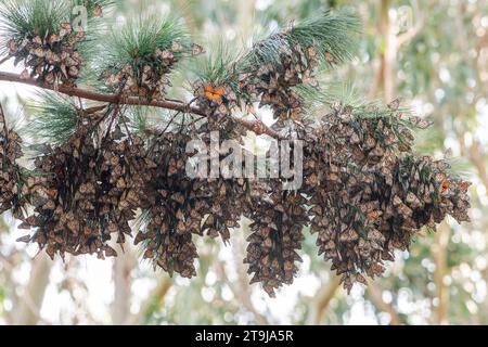 Des milliers de papillons monarques de l'Ouest, Danaus plexippus, hivernent dans le sanctuaire de papillons Pacific grove dans le comté de Monterey, en Californie. Banque D'Images