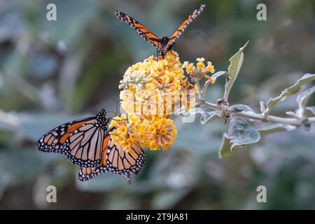 Les papillons monarques de l'Ouest, Danaus plexippus, se rassemblent près d'une fleur dans le sanctuaire de papillons Pacific grove dans le comté de Monterey, en Californie. Banque D'Images