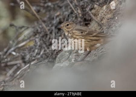 Une grive ermite, Catharus guttatus, à Big sur, Californie, États-Unis. Banque D'Images