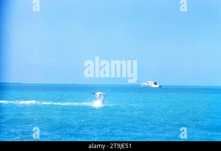 ISLAMORADA, FL - JUIN 1955 : vue générale d'un poisson Tarpon sautant hors de l'eau vers juin 1955 au large de la côte d'Islamorada, Floride. (Photo de Hy Peskin) Banque D'Images