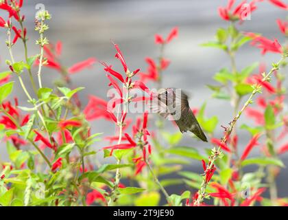 Le colibri d'Anna femelle buvant du nectar à partir de fleurs vibrantes de sauge d'ananas rouge. Beauté dans la nature. Banque D'Images