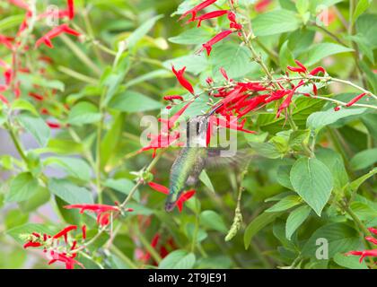 Le colibri d'Anna femelle buvant du nectar à partir de fleurs vibrantes de sauge d'ananas rouge. Beauté dans la nature. Banque D'Images