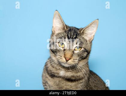 Portrait rapproché d'un chaton tabby noir et tan regardant directement le spectateur avec la tête inclinée, les yeux plissant. Expression sceptique. Fond bleu Banque D'Images