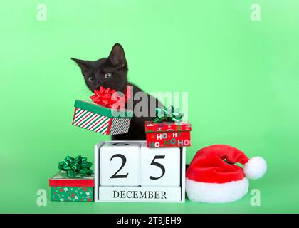 Chaton noir portant un col rouge vif avec cloche saisissant un cadeau de Noël dans sa bouche par l'arc, le tenant vers le haut des blocs de calendrier avec Noël d. Banque D'Images