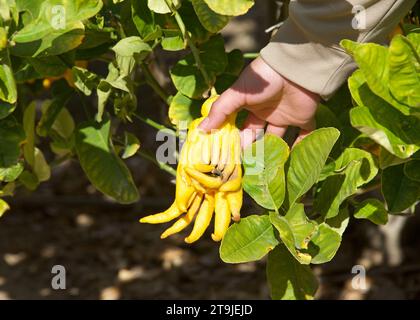 Gros plan de la main femelle tenant la main des Bouddhas Citrus poussant sur l'arbre Banque D'Images
