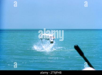 ISLAMORADA, FL - JUIN 1955 : vue générale d'un poisson Tarpon sautant hors de l'eau vers juin 1955 au large de la côte d'Islamorada, Floride. (Photo de Hy Peskin) Banque D'Images