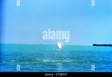 ISLAMORADA, FL - JUIN 1955 : vue générale d'un poisson Tarpon sautant hors de l'eau vers juin 1955 au large de la côte d'Islamorada, Floride. (Photo de Hy Peskin) Banque D'Images