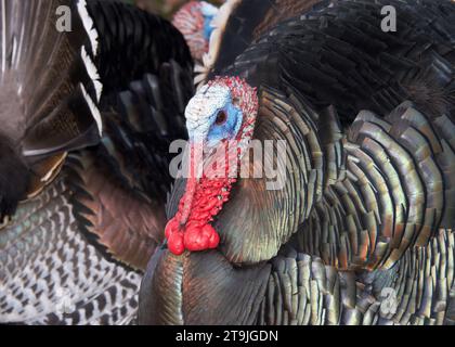 Portrait rapproché d'un homme adulte tom turkey face au spectateur, une autre dinde en arrière-plan face à face. Banque D'Images