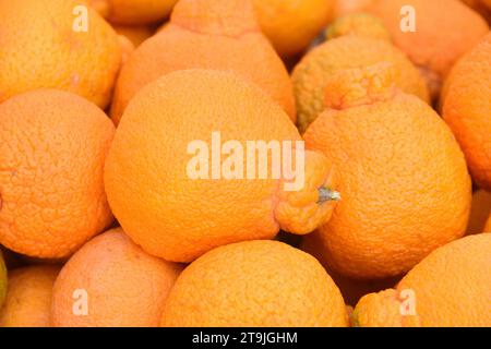 Oranges mandarines sumo super sucrées, un croisement entre une variété de pomelo satsuma et mandarine. Les oranges juteuses et ultra sucrées ont été développées au Japon Banque D'Images