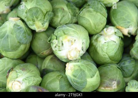 Gros plan sur pile de pousses de brussel fraîchement cueillies dans le champ. Les choux de Bruxelles sont de la même espèce que le brocoli, le chou, les légumes verts, le kal Banque D'Images