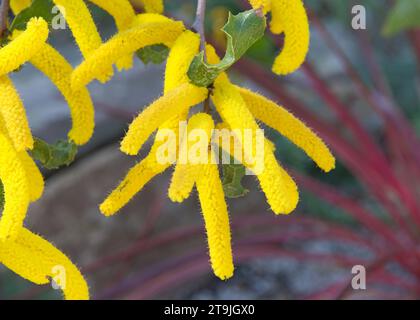 Gros plan sur Acacia denticulosa, communément appelé Wattle en papier de verre, une espèce d'Acacia originaire du sud-ouest de l'Australie occidentale. Banque D'Images