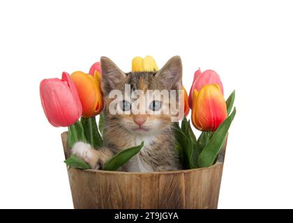 Calico chaton jetant un regard sur un seau en bois avec des tulipes printanières colorées surgissant derrière elle, une patte sur le seau, regardant directement le spectateur. Isoler Banque D'Images