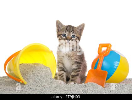 Mignon petit chaton tabby brun et blanc assis sur la plage de sable de litière de chat avec un seau de sable jouet d'un côté et minuscule ballon de plage et pelle sur l'OT Banque D'Images