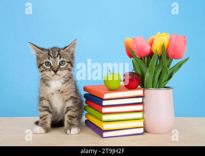 Adorable chaton tabby assis à côté de livres colorés lumineux empilés sur une table en bois clair avec fond bleu. Pomme rouge sur les livres empilés. Broche Banque D'Images