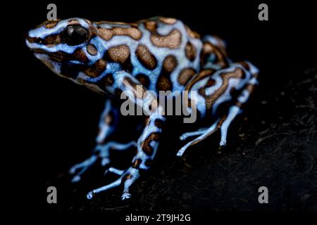 La grenouille poison bleue et noire (Dendrobates auratus) Banque D'Images