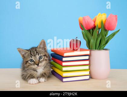 Adorable chaton tabby reposant à côté de livres colorés lumineux empilés sur une table en bois clair avec fond bleu. Pomme rouge sur les livres empilés. Rose Banque D'Images