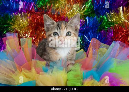 Adorable tabby calico mix chaton regardant directement le spectateur, jetant un coup d'œil à travers le tulle coloré dans gay Pride Rainbow couleurs de vert, bleu, orange, YE Banque D'Images