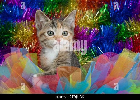 Adorable tabby calico mélange chaton lookingto téléspectateurs droit, jetant un coup d'œil à travers le tulle coloré dans gay Pride Rainbow couleurs de vert, bleu, orange, yello Banque D'Images