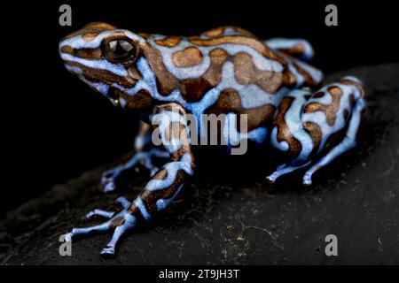 La grenouille poison bleue et noire (Dendrobates auratus) Banque D'Images