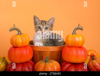 Adorable Calico Tabby, ou chaton Caliby assis dans un panier en osier orange entouré de piles de citrouilles miniatures. Chaton regardant directement à viewe Banque D'Images