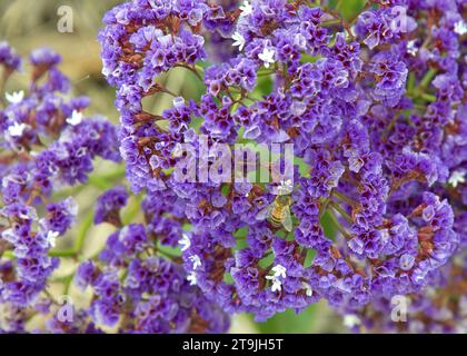 Abeille collectant le pollen des fleurs de lavande marine de Limonium Perezii (Statice Perezii) violet et blanc de la côte. Vue du dessus avec une faible profondeur Banque D'Images