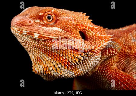 Le dragon bardé (Pogona vitticeps) est l'une des espèces de lézards les plus populaires au monde. Banque D'Images