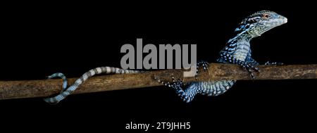 Le moniteur de l'arbre bleu (Varanus macraei) est un rapace arboricole très intelligent, endémique de l'île de Batanta. Banque D'Images