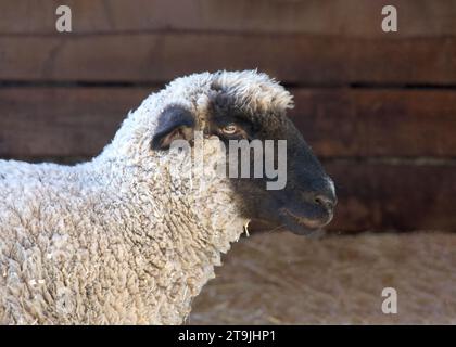 Portrait de profil d'un mouton noir avec mur de grange en bois en arrière-plan. Banque D'Images