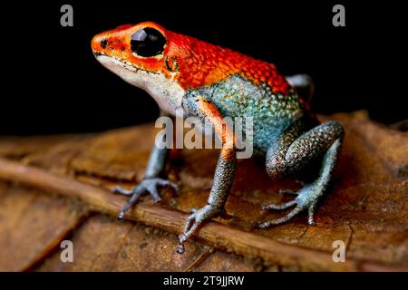 La grenouille flèche de poisson granulaire (Oophaga granulifera) est endémique du Costa Rica. Banque D'Images