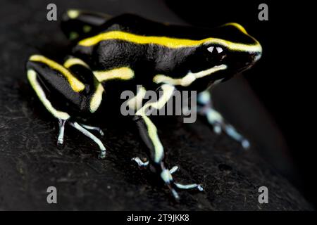 La grenouille fléchette rayée jaune (Dendrobates truncatus) est un magnifique amphibien de Colombie. Banque D'Images